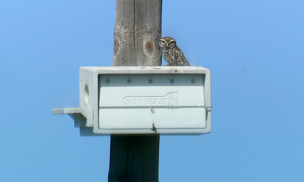 Little Owl SMdeM loop 12Apr19.jpg