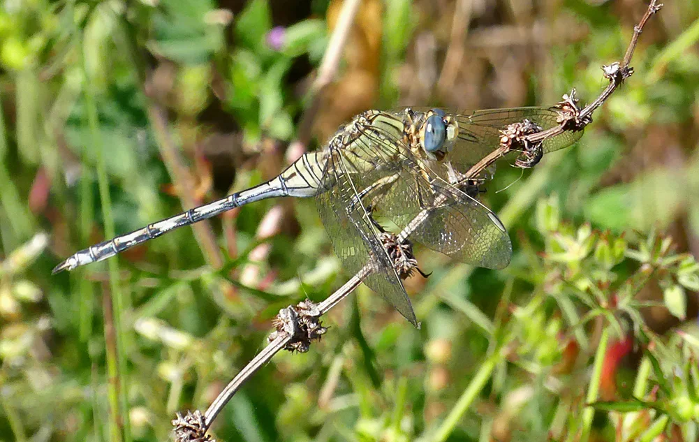 Long Skimmer Embalse de Arrocampo 13Apr19.jpg