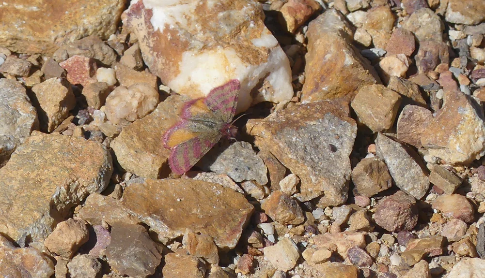 Lythria sanguinaria Valdesalor Plains 12Apr19.jpg
