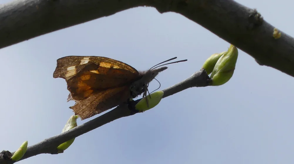 Nettle-tree Butterfly Montfrague 13Apr19 a.jpg