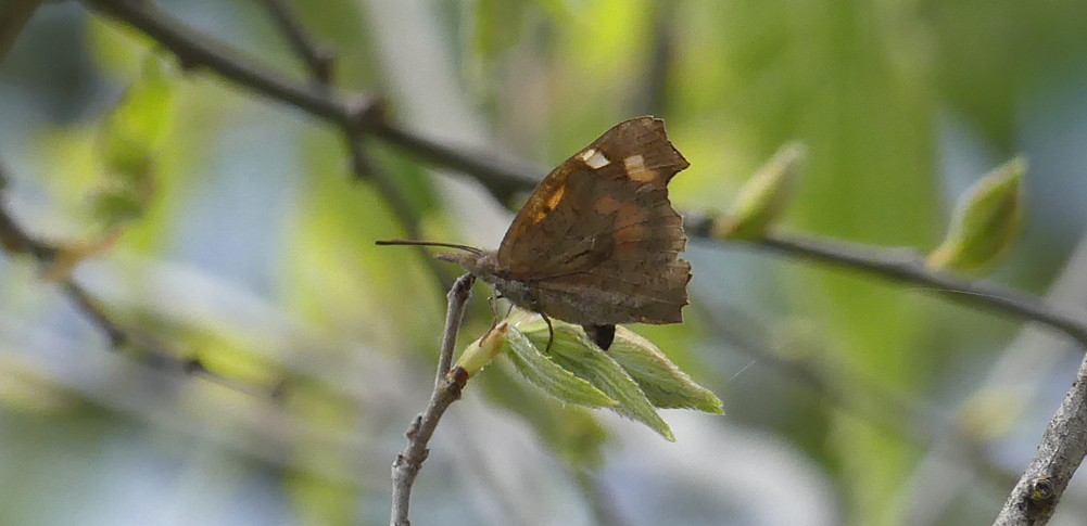 Nettle-tree Butterfly Montfrague 13Apr19 c.jpg