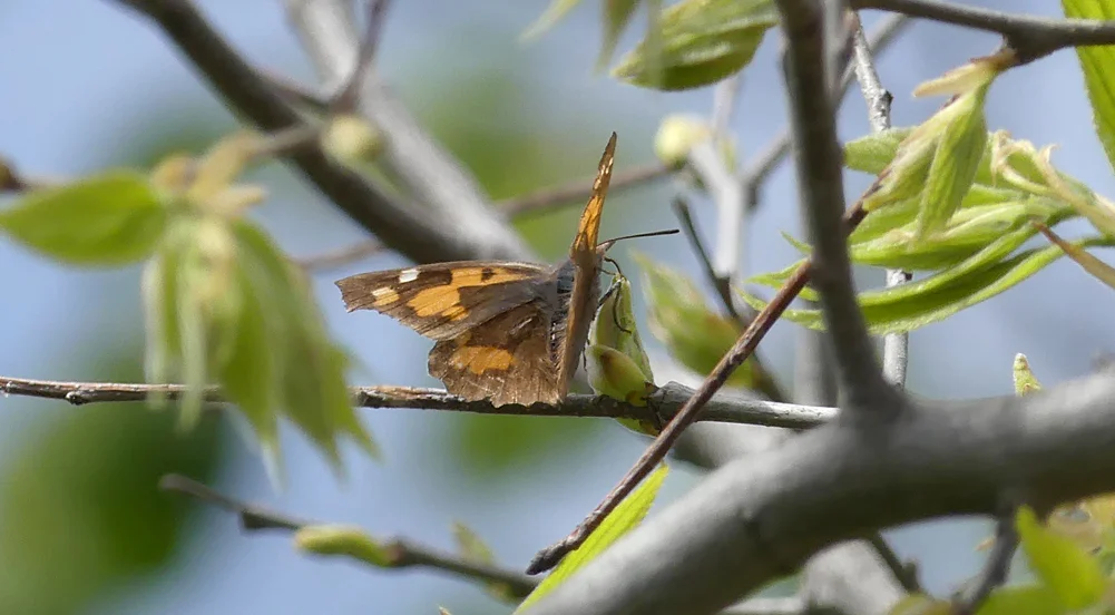 Nettle-tree Butterfly Montfrague 13Apr19 b.jpg