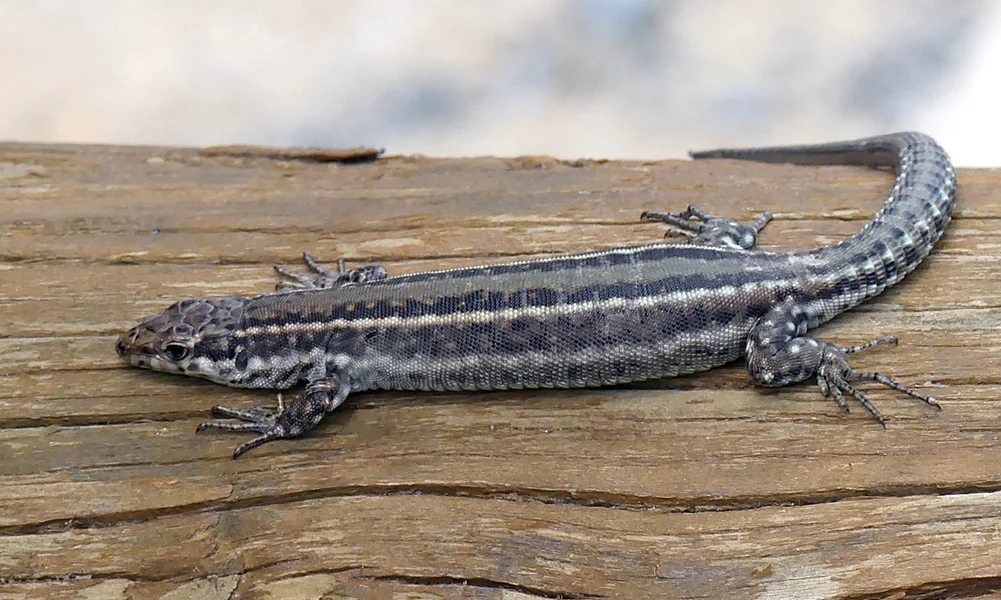 prob wall lizard sp Valle del Jerte 14Apr19.jpg