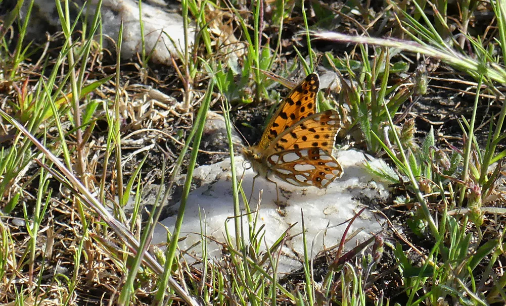 Queen of Spain Frit SMdeM 12Apr19.jpg