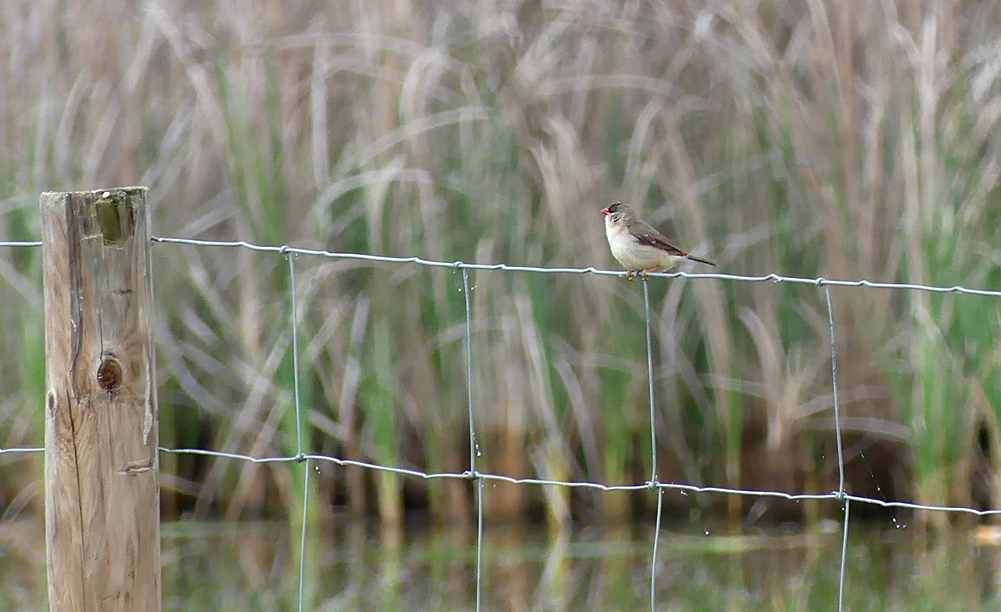 Red Avadavat Galisteo 14Apr19 a.jpg