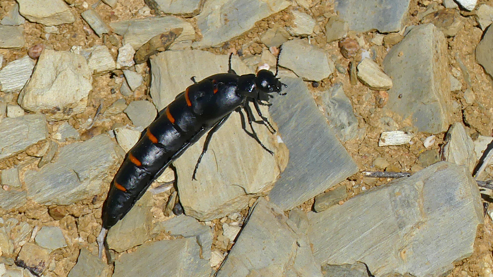 Red-banded Oil Beetle SMdeM loop 12Apr19 a.jpg