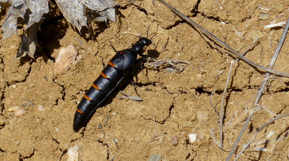 Red-banded Oil Beetle SMdeM loop 12Apr19 b.jpg