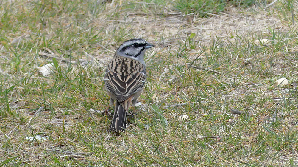 Rock Bunting Valle del Jerte 14Apr19 c.jpg