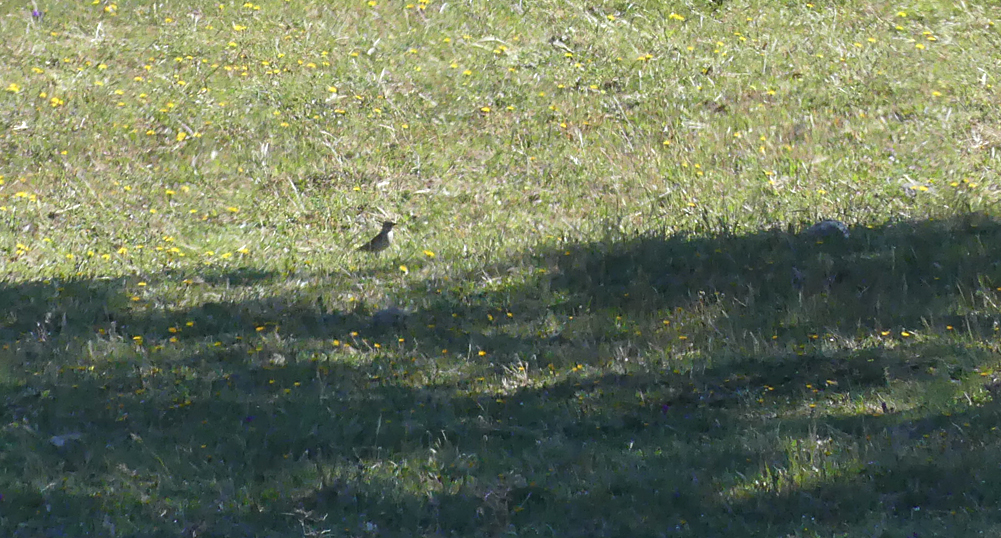 Rock Sparrow SMdeM 12Apr19 a.jpg