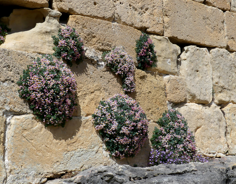 Sarcocapnos enneaphylla Sepulveda 15Apr19 a.jpg