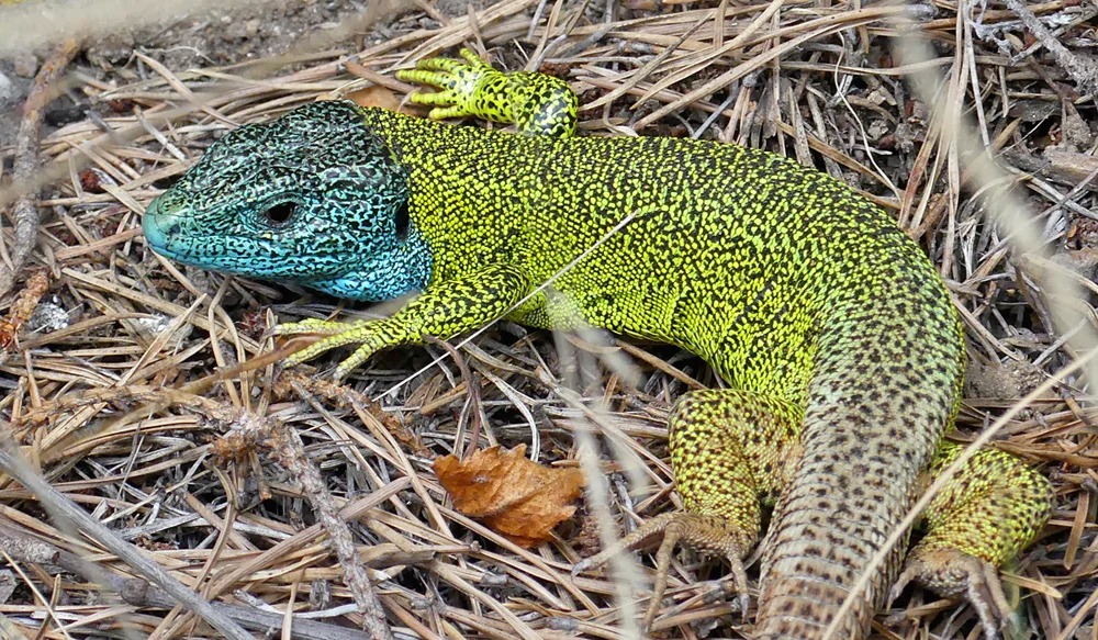Schreiber's Green Lizard LosGredos 14Apr19 a.jpg