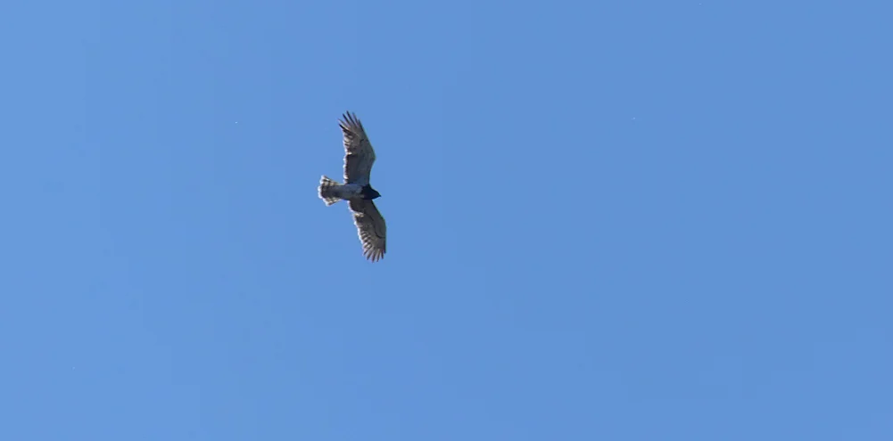 Short-toed Eagle Valdesalor Plains 12Apr19.jpg