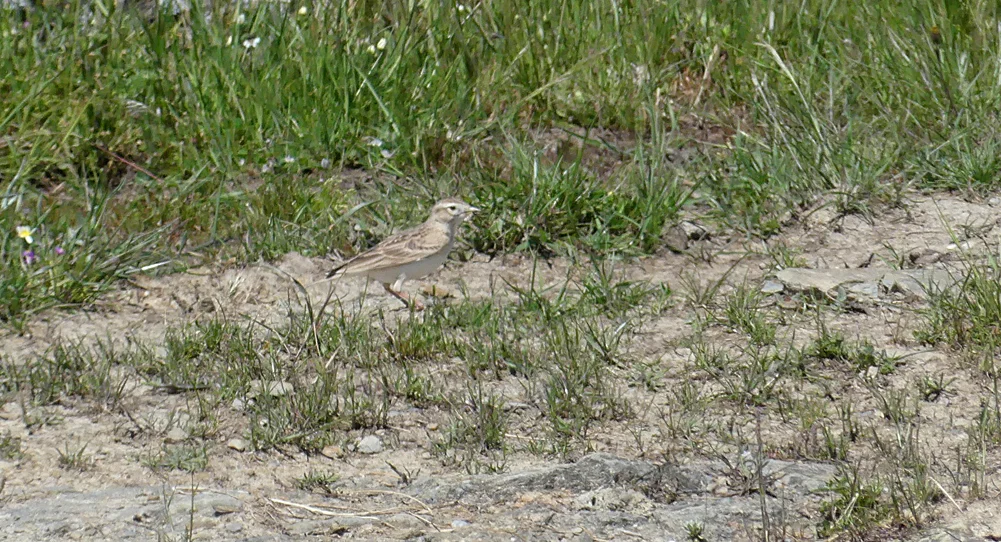 Short-toed Lark Valdesalor Plains 12Apr19.jpg