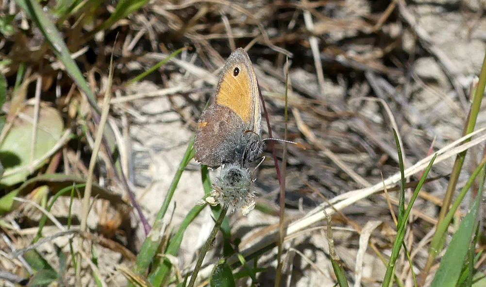 Small Heath Valdesalor Plains 12Apr19.jpg