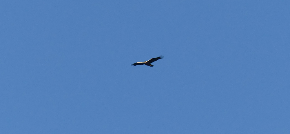 SpanImpEagle Tietar 11Apr19 b.jpg