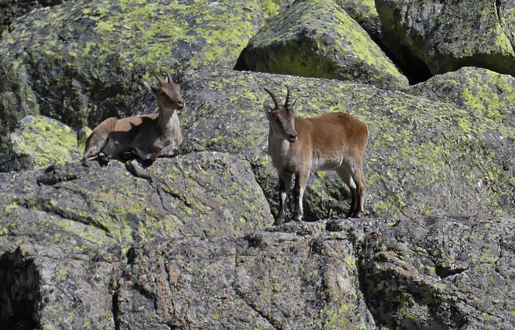 Spanish Ibex Plataforma de Gredos 14Apr19 a.jpg
