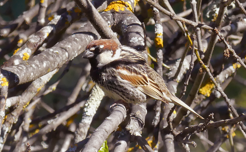 Spanish Sparrow SMdeM 12Apr19.jpg