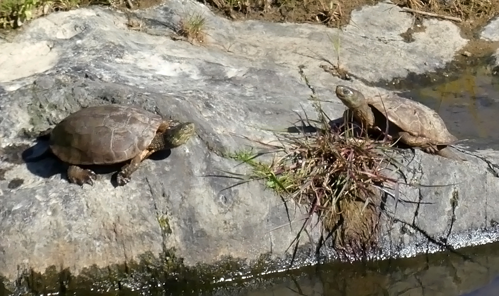 Spanish Terrapins SantaMartaDeM loop 12Apr19.jpg