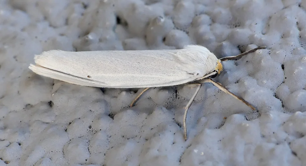 Speckled Footman Cacares 12Apr19.jpg