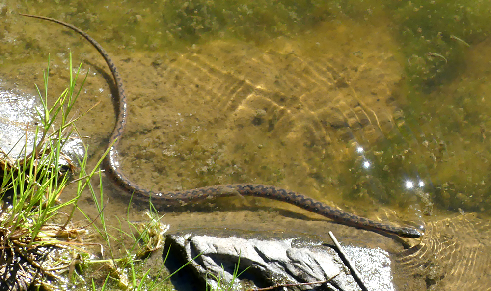 Viperine Snake SMdeM 12Apr19 b.jpg
