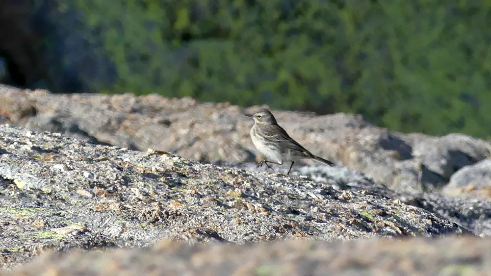 Water Pipit Plataforma de Gredos 14Apr19.jpg
