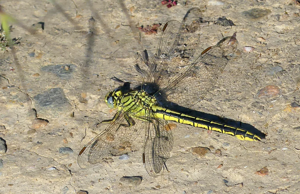 Western Clubtail SMdeM 12Apr19.jpg