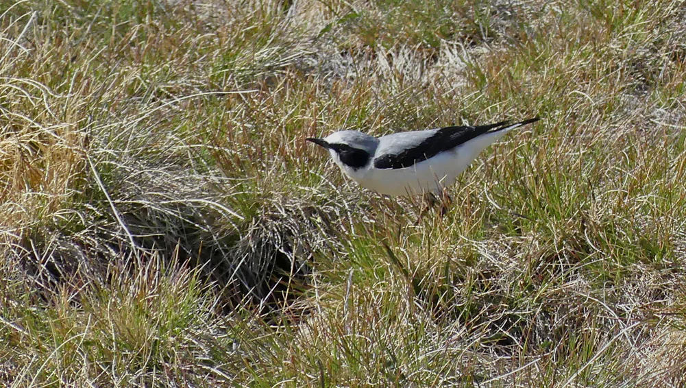 Wheatear Plataforma de Gredos 14Apr19 b.jpg