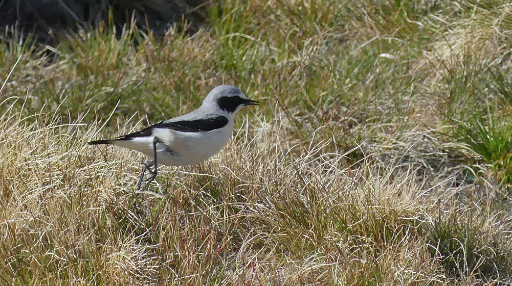 Wheatear Plataforma de Gredos 14Apr19 c.jpg