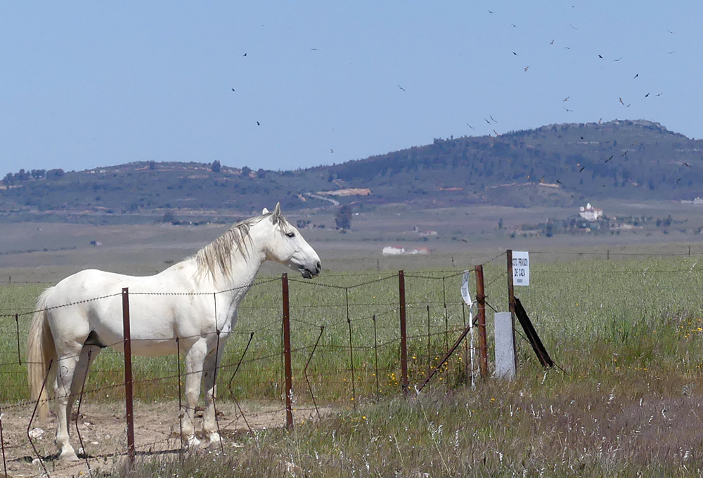 White Horse Valdesalor Plains 12Apr19.jpg