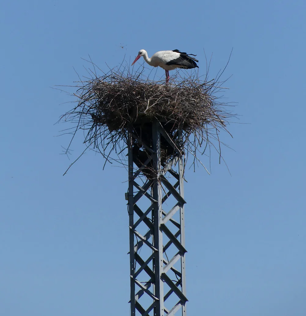 White Stork Embalse de Arrocampo 13Apr19.jpg