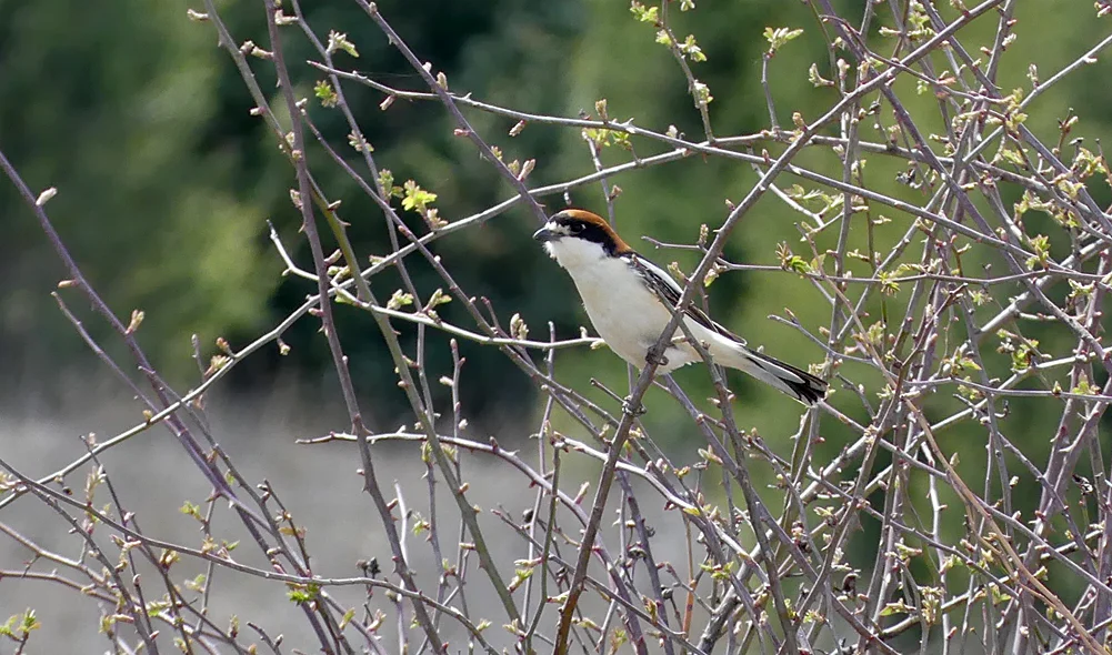 Woodchat Shrike Sepulveda 15Apr19 a.jpg