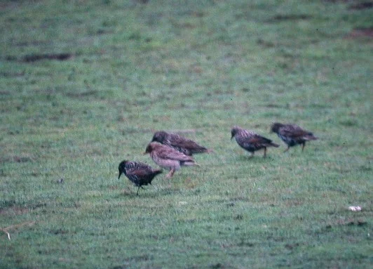 1998 Rose-coloured Starling L'Ancresse a.jpg