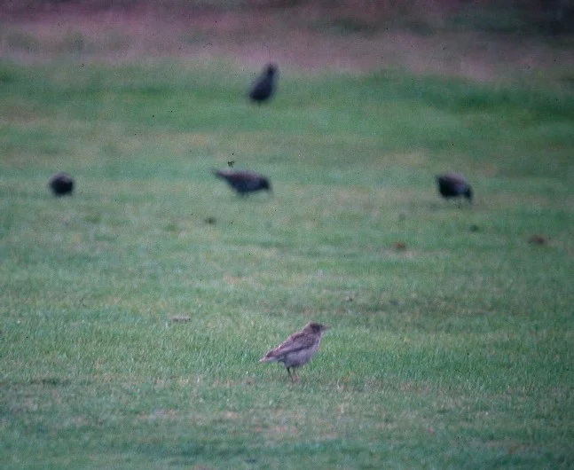 1998 Rose-coloured Starling L'Ancresse b.jpg