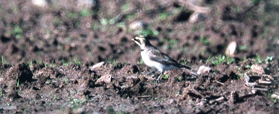 1998 Shorelark Pleinmont b.jpg