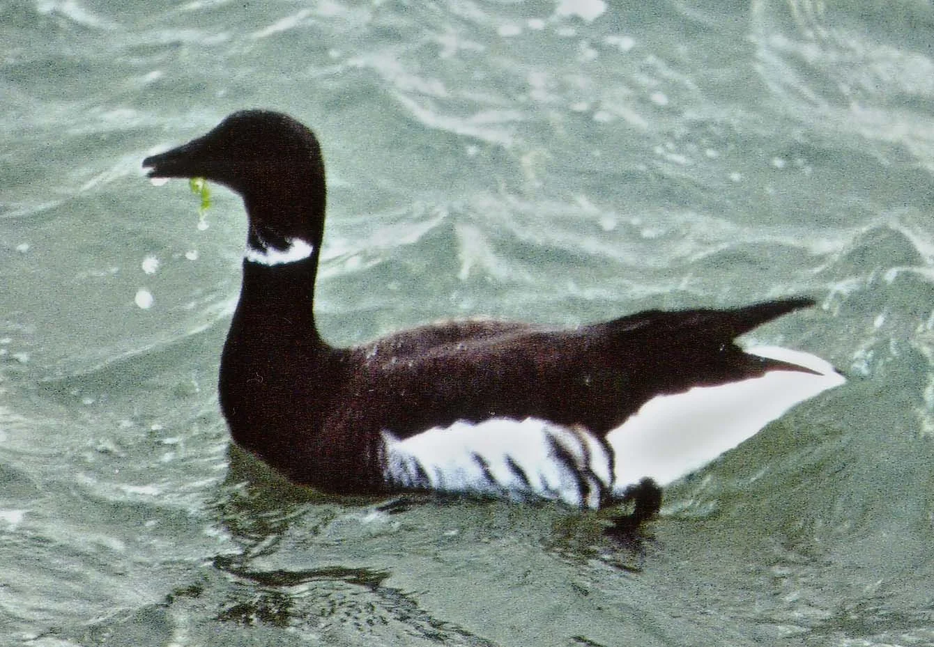 1999 Black Brant BGBay.jpg