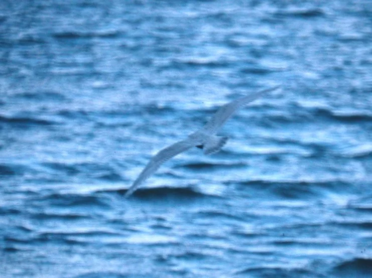 1999 Kumliens Gull L'Eree b.jpg