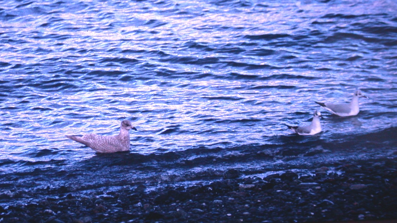 1999 Kumliens Gull L'Eree c.jpg