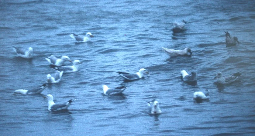 1999 Kumliens Gull L'Eree d.jpg