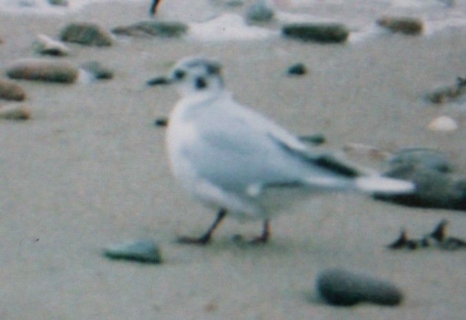 2001 Little Gull GrRocq.jpg