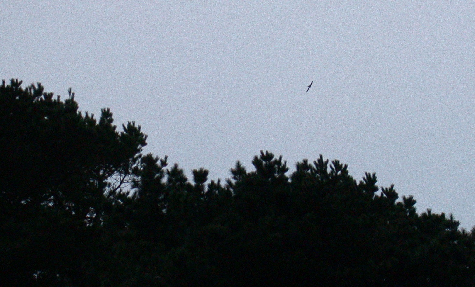 Common Swift Le Guet 23Dec02 01.jpg