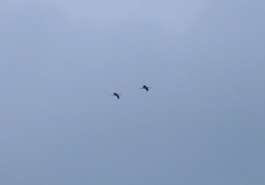 Cranes Catiorac 14Dec02 01.jpg
