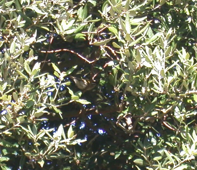 Firecrest SNTrail 5Oct02 ii.jpg