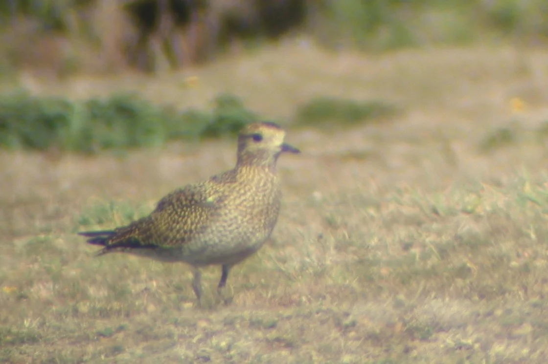 Golden Plover Pleinmont 29Sep02.jpg