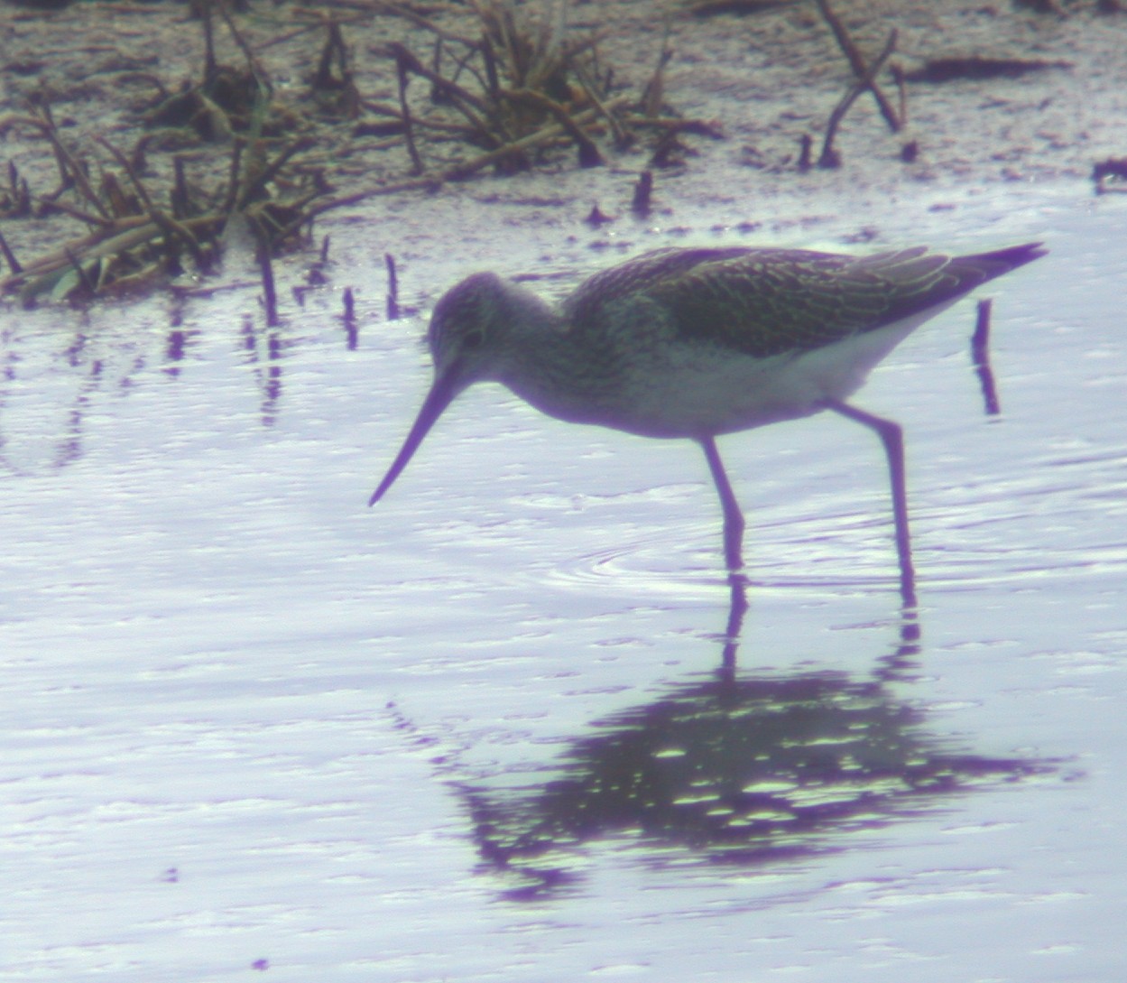 Greenshank CM 20Aug02 ii.jpg