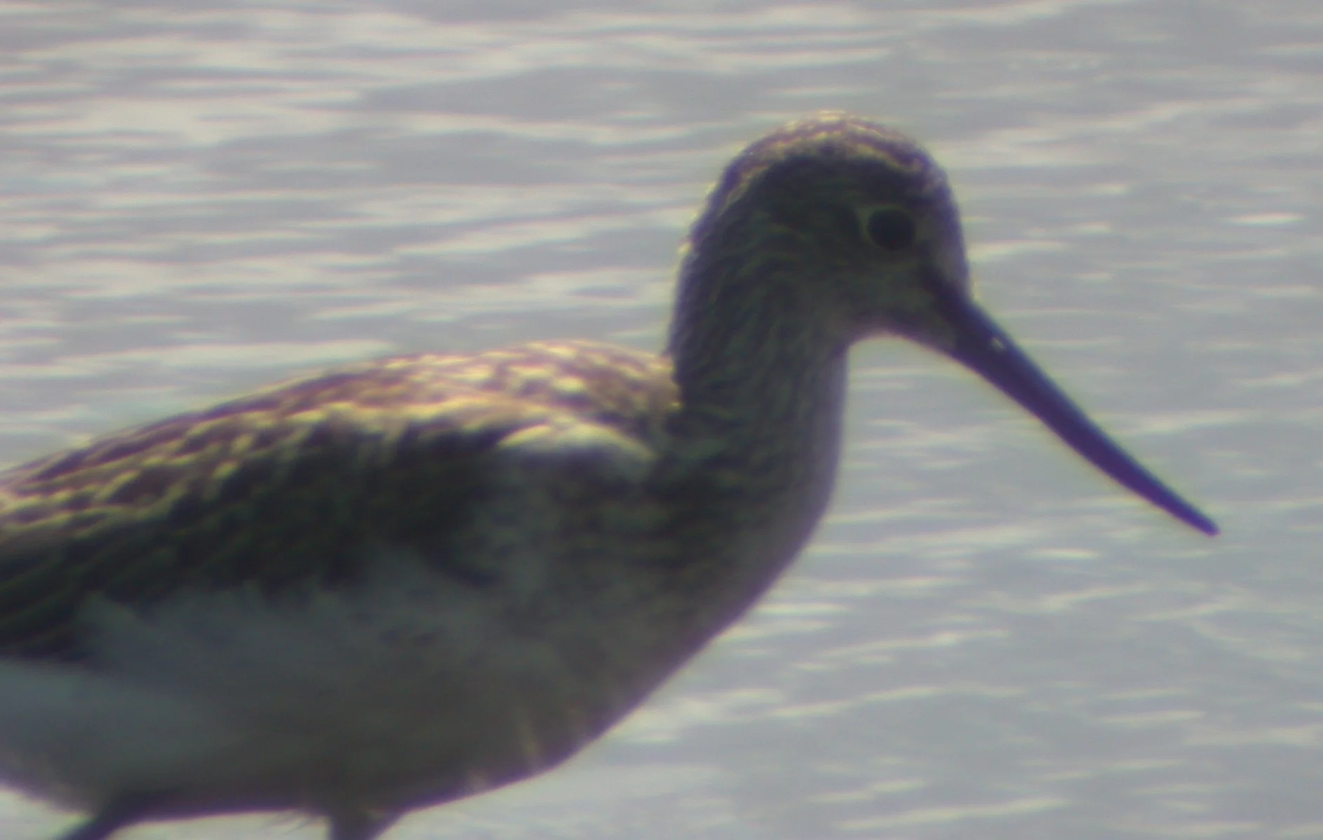 Greenshank CM 20Aug02.jpg