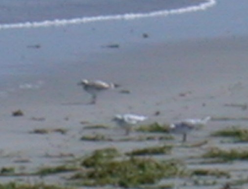 juv Med Gull Vazon 12Aug02.jpg