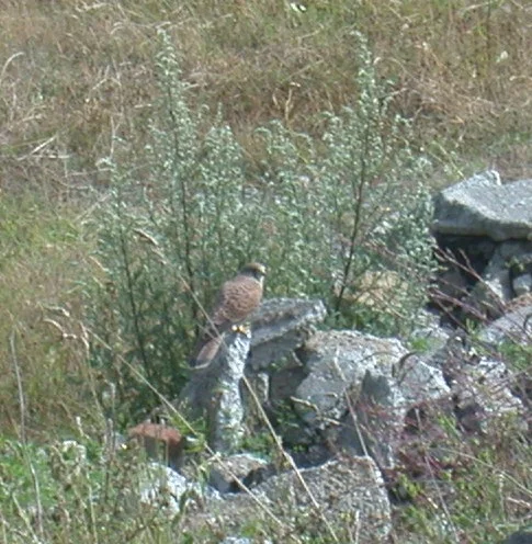 Kestrel CDP 30Jul02 i.jpg
