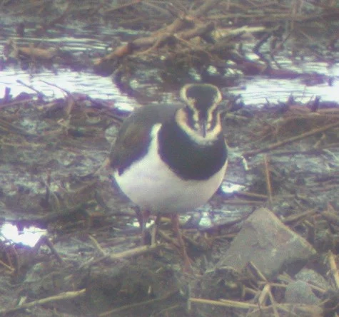 Lapwing VP Dec02.jpg