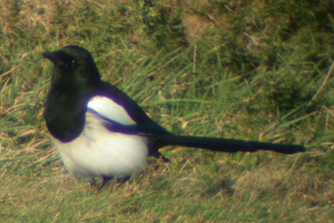 Magpie.jpg