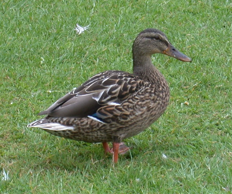 Mallard Sau Pk 29Jul02.jpg